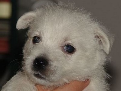 Sugar Star FCI, Hodowla West Highland White Terrier, West Highland White Terriery