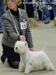 Sugar Star FCI, West Highland White Terrier Kennel, West Highland White Terriers