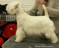 Sugar Star FCI, West Highland White Terrier Zucht, West Highland White Terriers