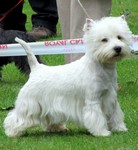 Sugar Star FCI, West Highland White Terrier Kennel, West Highland White Terriers