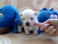 Sugar Star FCI, Hodowla West Highland White Terrier, West Highland White Terriery
