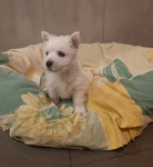 Sugar Star FCI, Hodowla West Highland White Terrier, West Highland White Terriery