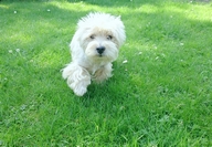 Sugar Star FCI, Hodowla West Highland White Terrier, West Highland White Terriery