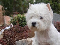 Sugar Star FCI, Hodowla West Highland White Terrier, West Highland White Terriery