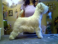 Sugar Star FCI, Hodowla West Highland White Terrier, West Highland White Terriery