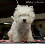 Sugar Star FCI, Hodowla West Highland White Terrier, West Highland White Terriery
