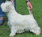 Sugar Star FCI, Hodowla West Highland White Terrier, West Highland White Terriery