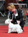 Sugar Star FCI, Hodowla West Highland White Terrier, West Highland White Terriery