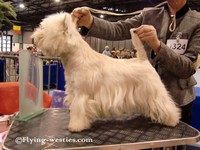 Sugar Star FCI, Hodowla West Highland White Terrier, West Highland White Terriery