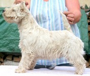 Sugar Star FCI, Hodowla West Highland White Terrier, West Highland White Terriery