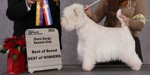 Sugar Star FCI, Hodowla West Highland White Terrier, West Highland White Terriery