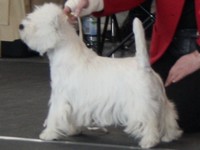 Sugar Star FCI, Hodowla West Highland White Terrier, West Highland White Terriery