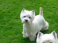 Sugar Star FCI, Hodowla West Highland White Terrier, West Highland White Terriery