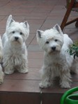 Sugar Star FCI, Hodowla West Highland White Terrier, West Highland White Terriery