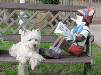 Sugar Star FCI, Hodowla West Highland White Terrier, West Highland White Terriery