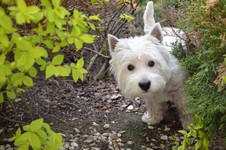 Sugar Star FCI, Hodowla West Highland White Terrier, West Highland White Terriery