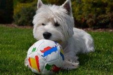 Sugar Star FCI, Hodowla West Highland White Terrier, West Highland White Terriery