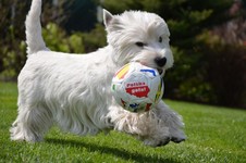 Sugar Star FCI, Hodowla West Highland White Terrier, West Highland White Terriery