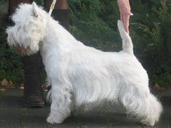 Sugar Star FCI, Hodowla West Highland White Terrier, West Highland White Terriery