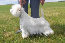 Sugar Star FCI, Hodowla West Highland White Terrier, West Highland White Terriery