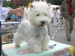 Sugar Star FCI, Hodowla West Highland White Terrier, West Highland White Terriery