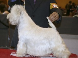 Sugar Star FCI, Hodowla West Highland White Terrier, West Highland White Terriery