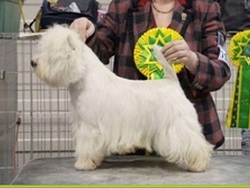 Sugar Star FCI, Hodowla West Highland White Terrier, West Highland White Terriery