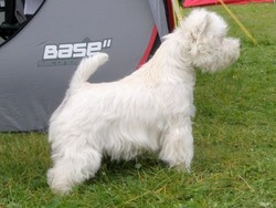 Sugar Star FCI, Hodowla West Highland White Terrier, West Highland White Terriery