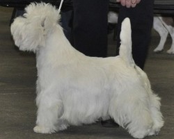 Sugar Star FCI, Hodowla West Highland White Terrier, West Highland White Terriery